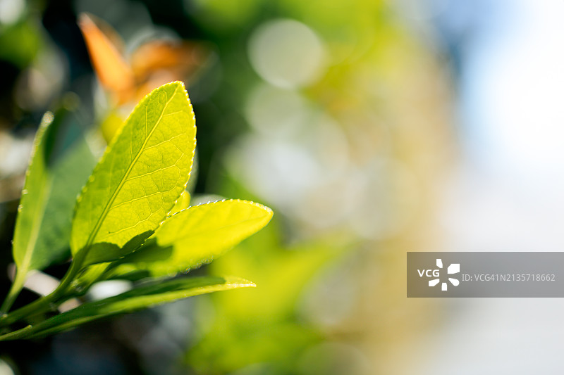 春季嫩叶与阳光图片素材
