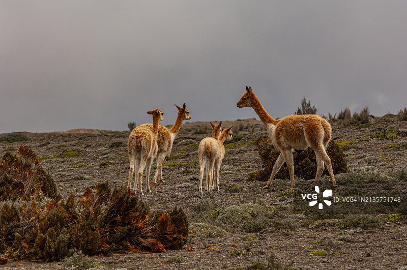 厄瓜多尔钦博拉索火山国家公园：小羊驼图片素材
