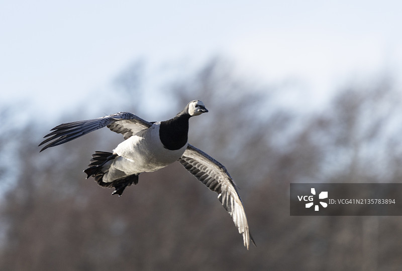 白额黑雁降落图片素材