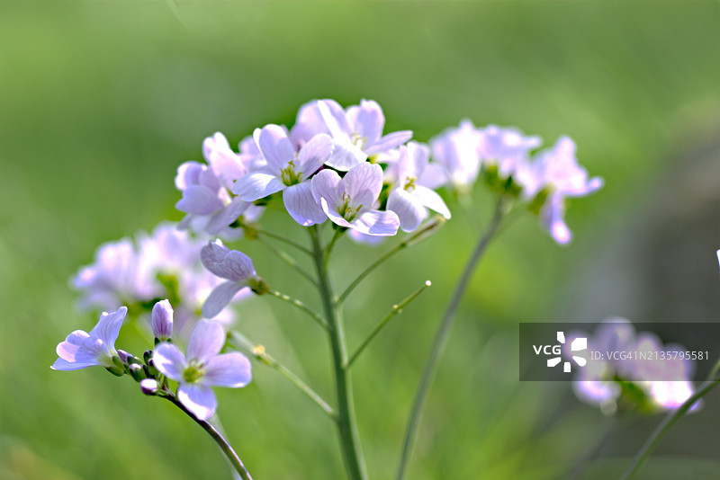 Caedamine pratensis图片素材