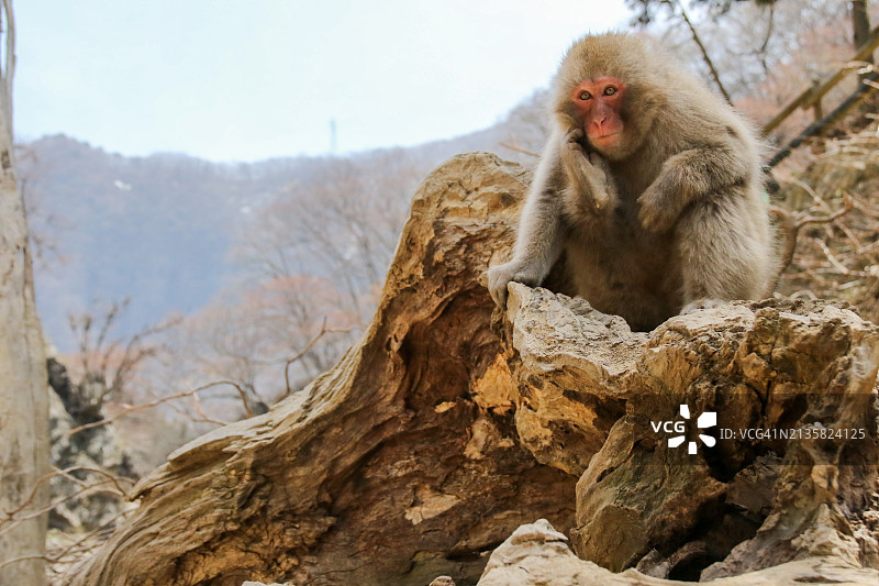 坐在岩石上的日本猕猴肖像，日本图片素材