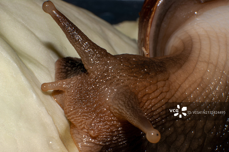 潮湿的蜗牛特写图片素材