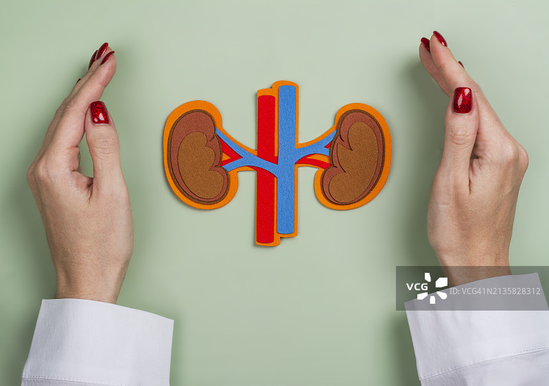 为泌尿科宣传月，女子在桌子上摆放彩色器官模型图片素材