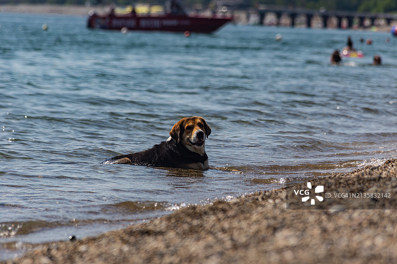 白天海滩上在水中游泳的狗狗特写图片素材