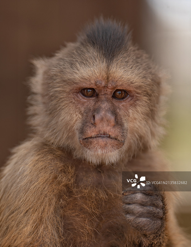阿鲁巴卷尾猴特写肖像图片素材