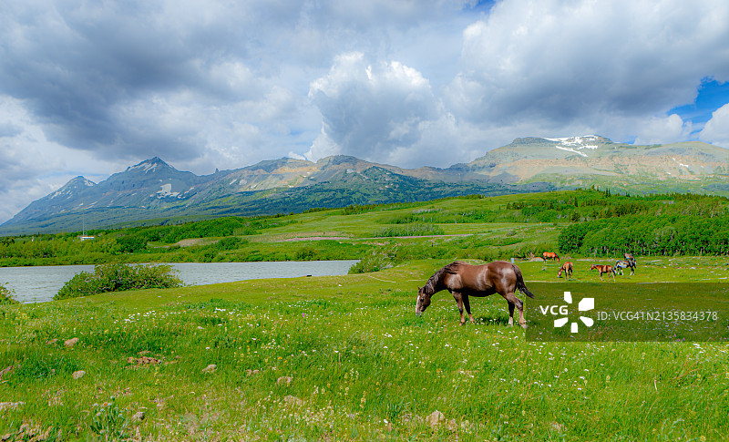 在美国蒙大拿州的山中吃草的马图片素材