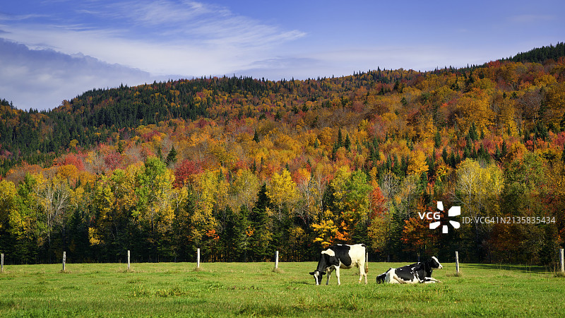 秋季树林前田野上休息的牛群图片素材