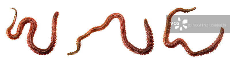 钓鱼用沙蚕图片素材