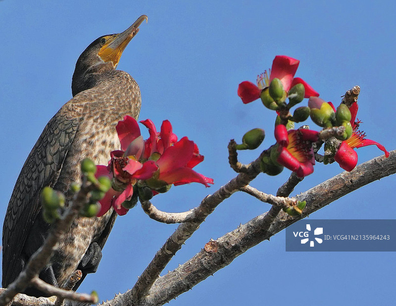 歌椋鸟栖息于树上，博帕尔，中央邦，印度图片素材