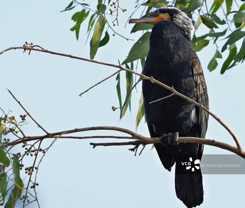仰视视角下的栖息在树枝上的小鸟，印度中央邦博帕尔图片素材