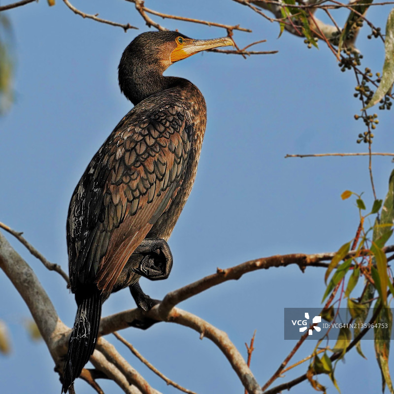 印度中央邦博帕尔，晴朗天空背景下，水蛇鸟栖息在树枝上仰视角度图片素材