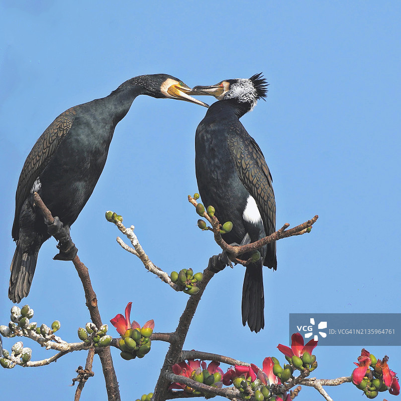 低角度拍摄：鸟儿栖息在树枝上，背景是晴朗的蓝天，博帕尔，中央邦，印度图片素材
