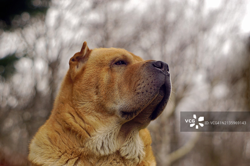 鲨鱼远眺特写图片素材