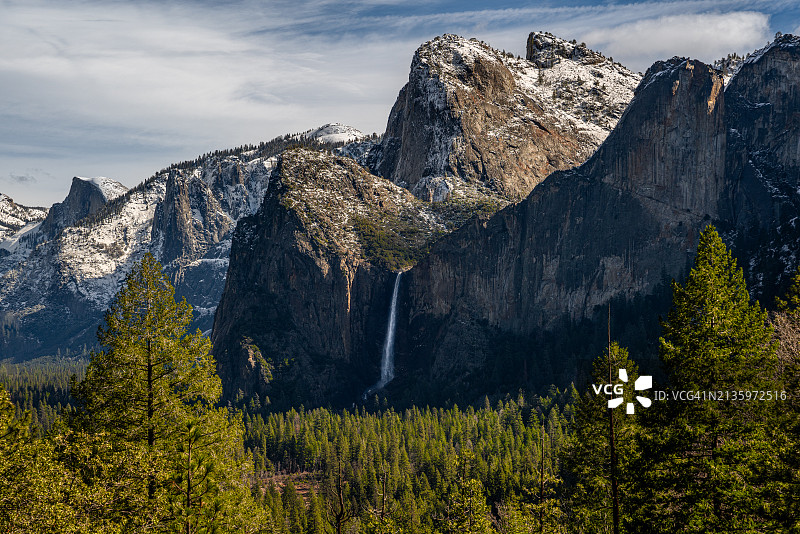 美国加利福尼亚州松树全景图片素材
