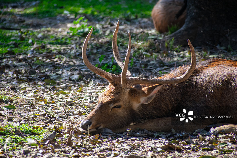 田野上红色和白色植物的特写图片素材