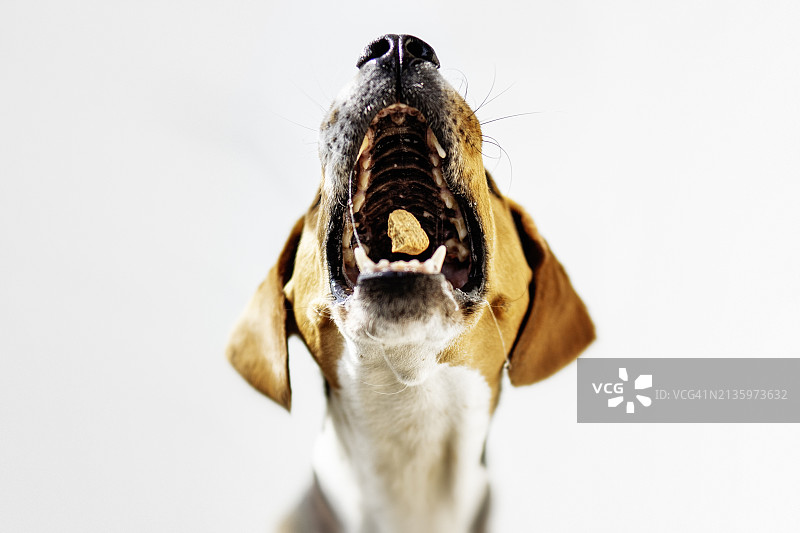 猎犬白色背景特写图片素材