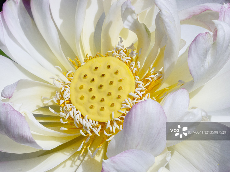 白莲花图片素材