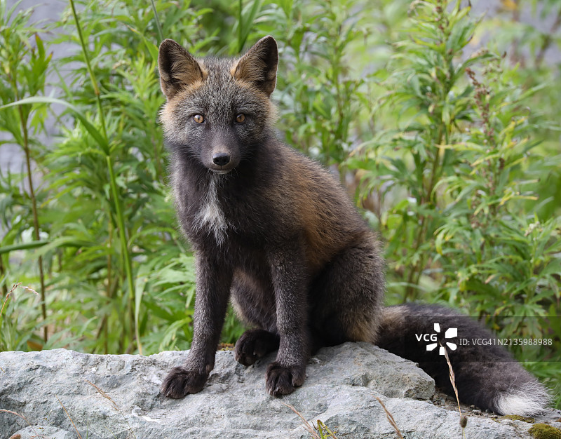 坐落在岩石上的熊的肖像，美国阿拉斯加图片素材