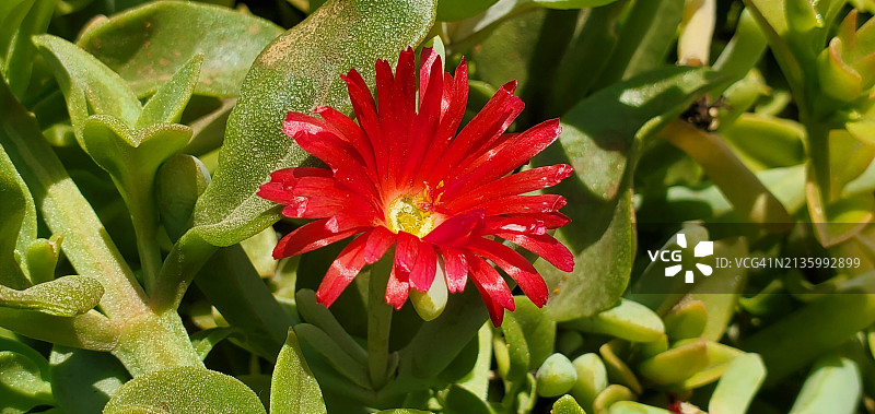 红色开花植物特写图片素材