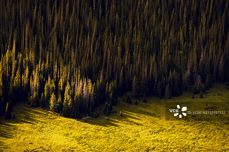 美国科罗拉多州丹佛冬季森林松树风景图片素材