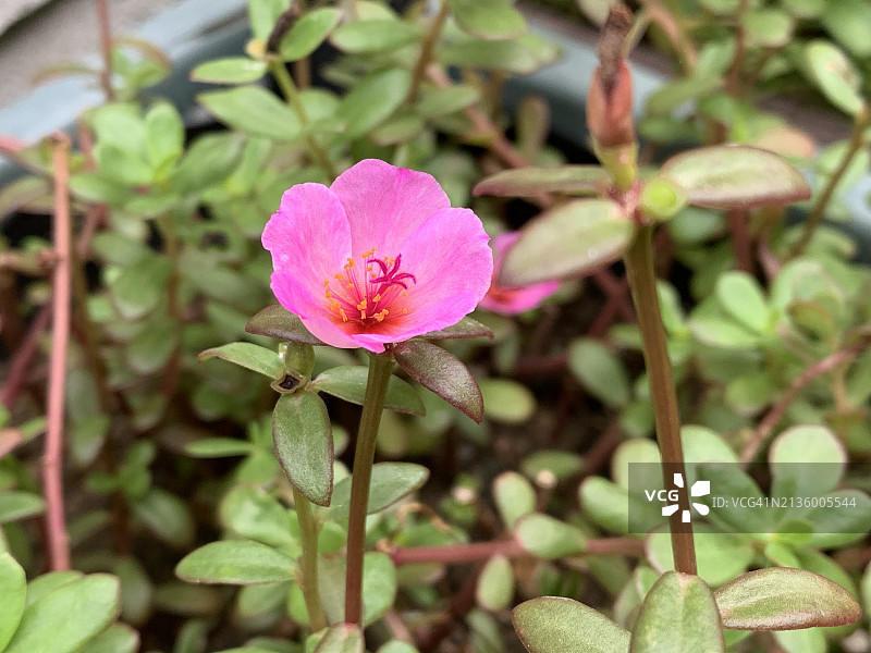 马来西亚沙巴克宁瑙盛开的粉色植物特写图片素材