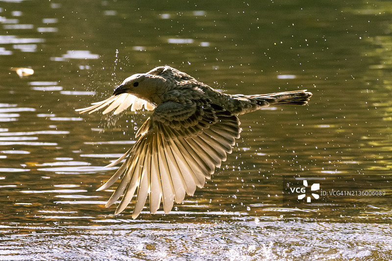 飞越湖面的老鹰特写图片素材