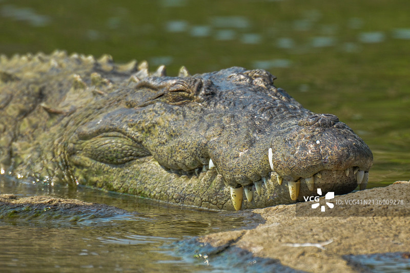 澳大利亚咸水鳄在湖中特写图片素材