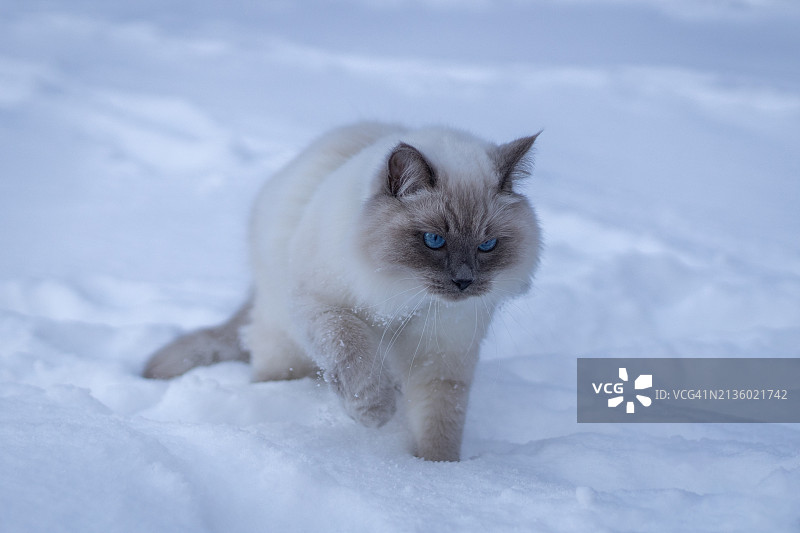 雪地猫咪肖像图片素材