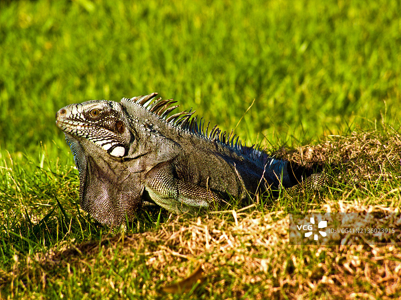 田野上的绿色鬣蜥特写图片素材