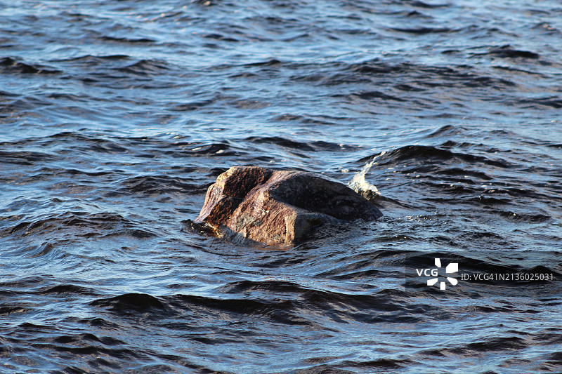 海狮的俯视图图片素材