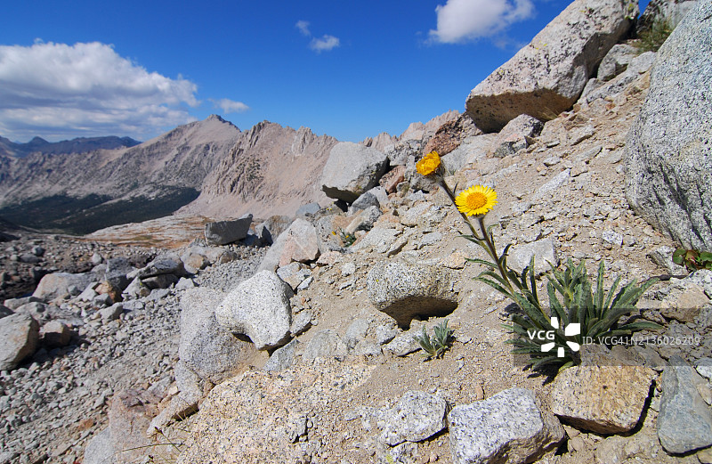 贫瘠花岗岩山坡上的黄花图片素材