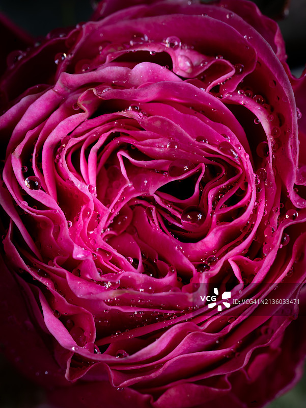 俄罗斯的湿粉玫瑰特写图片素材