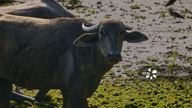 站立在田野上的野牛肖像图片素材