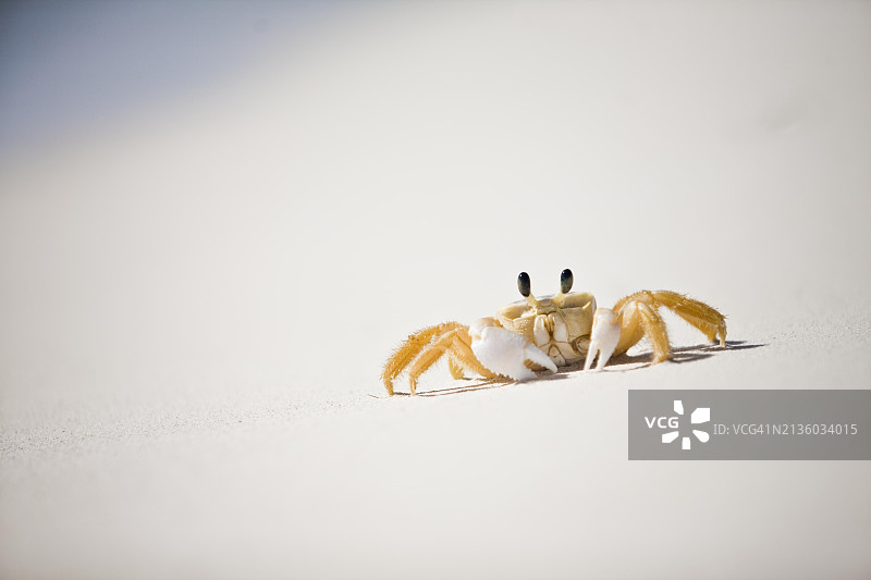 阿鲁巴白色背景上的螃蟹特写图片素材