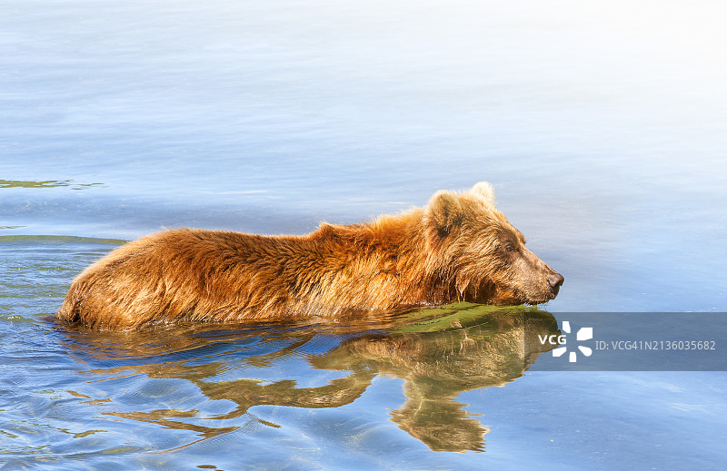 阿拉斯加棕熊图片素材