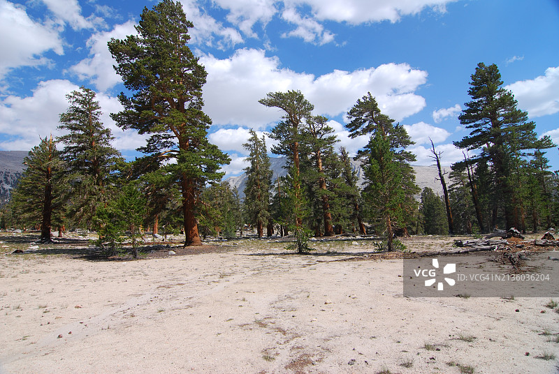 林木线附近的古老狐尾松图片素材