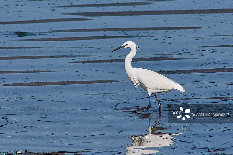 海滩岸边栖息的白鹭侧视图图片素材