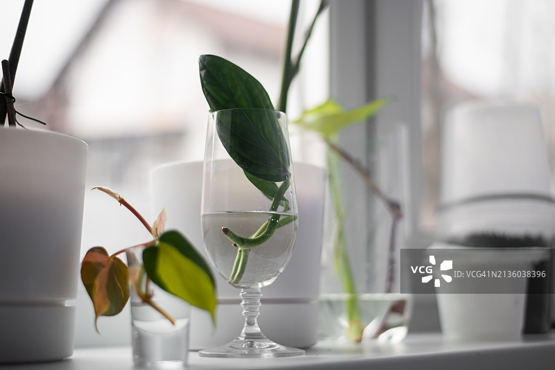 桌上盆栽植物特写图片素材