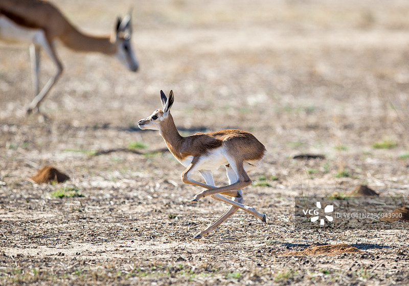 鹿在田野上行走的侧视图图片素材