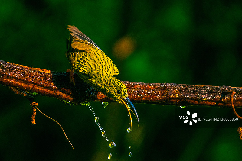 中国蜻蜓枝头特写图片素材