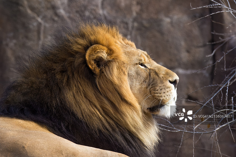 雄狮特写，眺望远方，美国堪萨斯州威奇托图片素材
