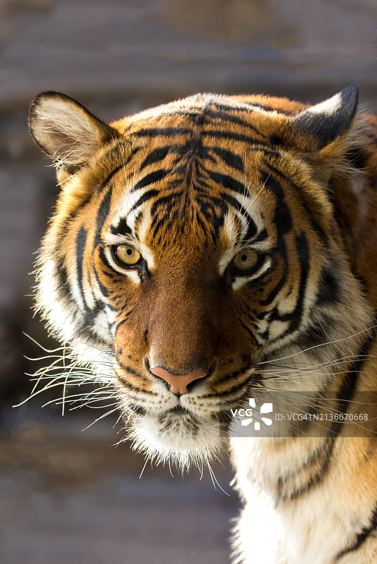 苏门答腊虎特写，美国俄克拉荷马州塔尔萨图片素材