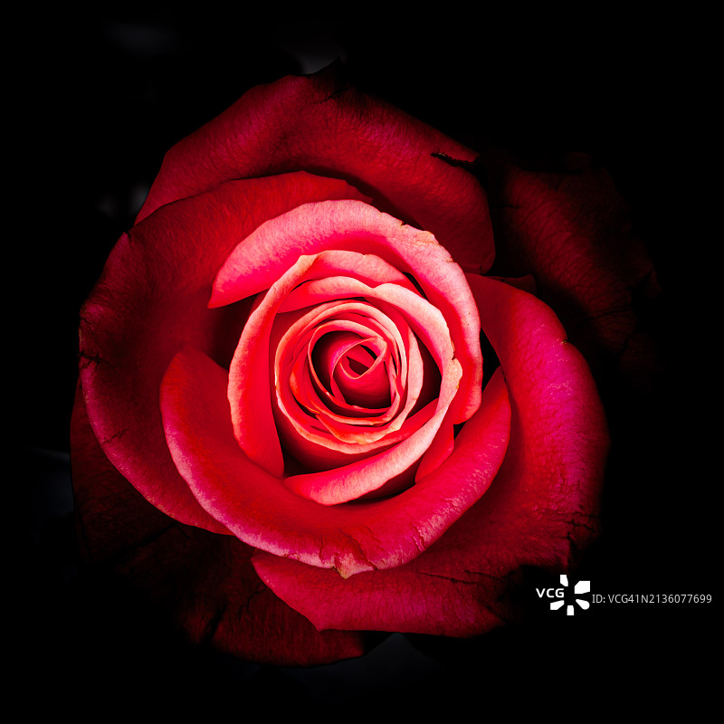 黑色背景下的红色玫瑰特写图片素材