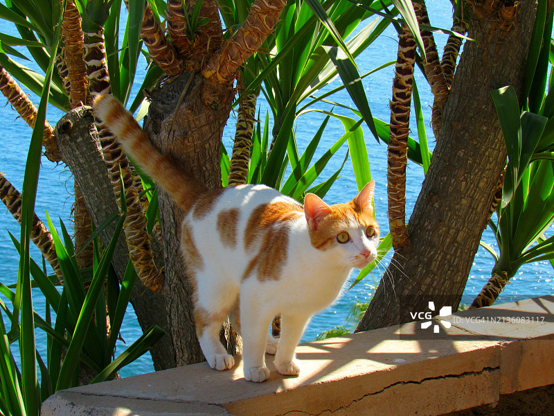 仰视角度拍摄的坐在挡土墙上的猫图片素材