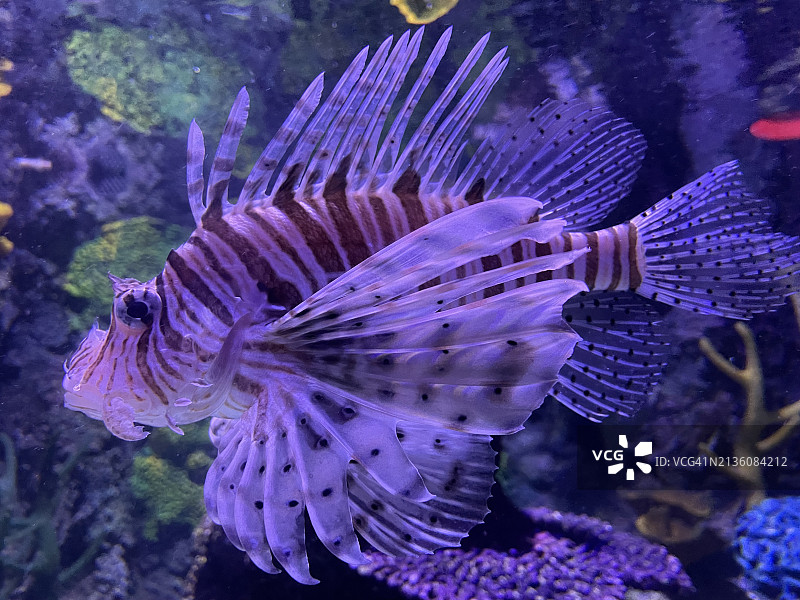 狮子鱼在海中游动特写图片素材