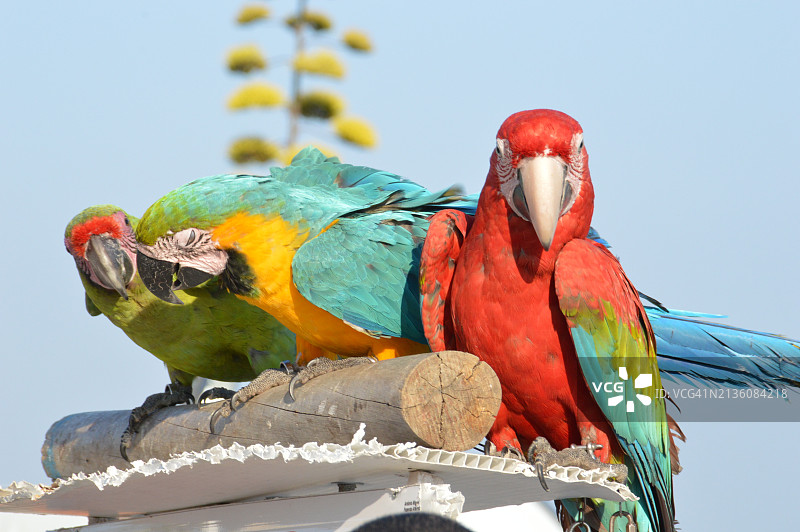 栖息在树枝上的金刚鹦鹉低角度视图图片素材