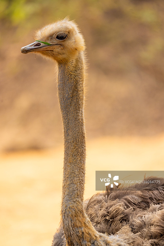 鸵鸟特写图片素材