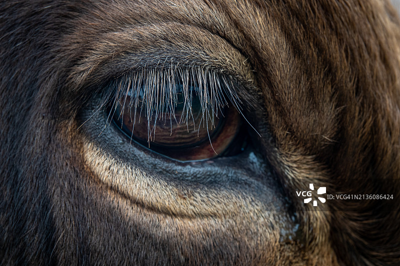 马眼特写图片素材