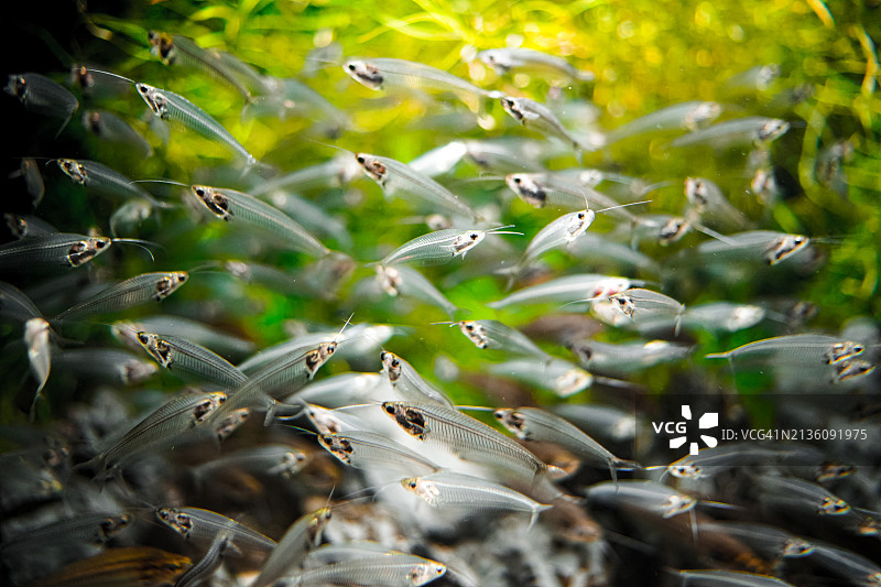 湖中鱼的特写图片素材