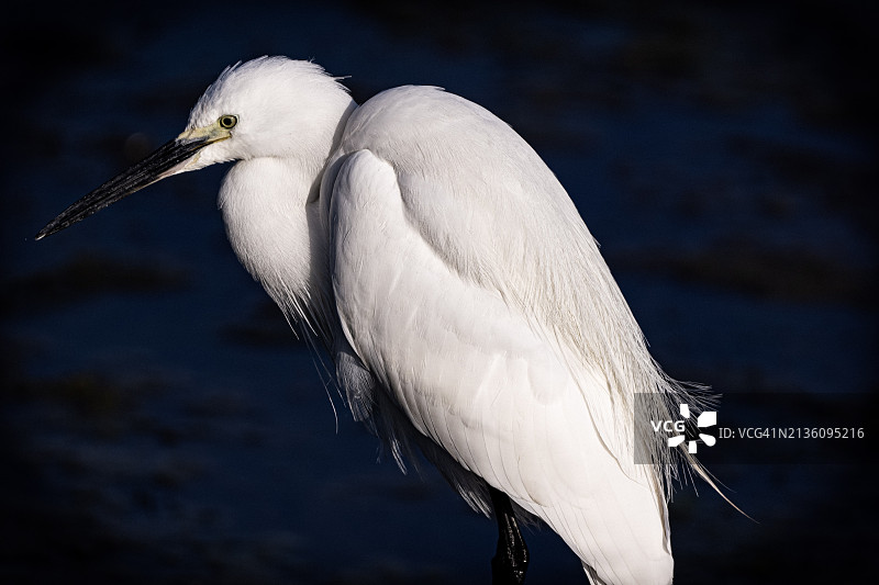 灰色苍鹭的特写图片素材